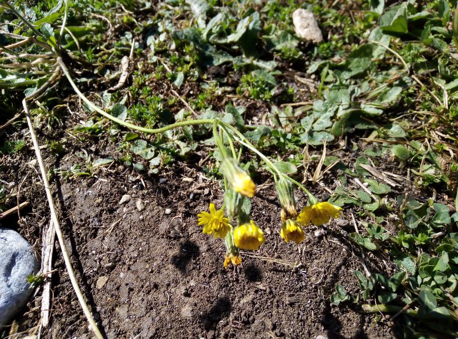 Asteracea da id.